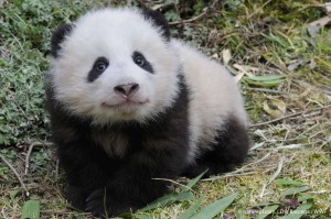 Giant panda, China