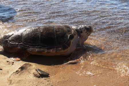 (Turkish) Dünya Deniz Kaplumbağaları Günü’nde ‘SEA LIFE’ İstanbul’dan Anlamlı Çağrı